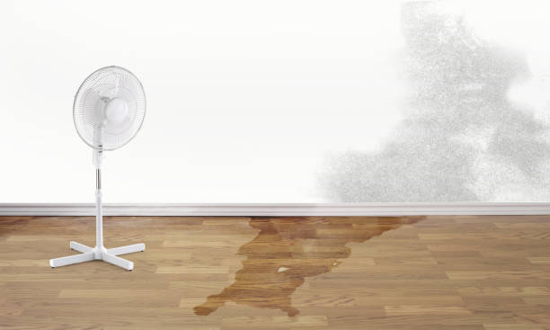 Trusted Anthony, NM Water damage restoration Experts