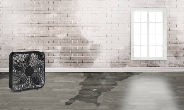 Best Water damage restoration near me  in Anthony, NM
